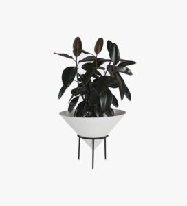 vase-plant